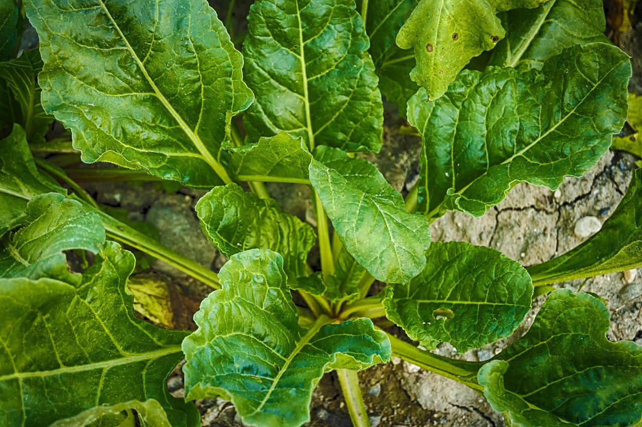 菠菜网，数字世界的新纽带连接者